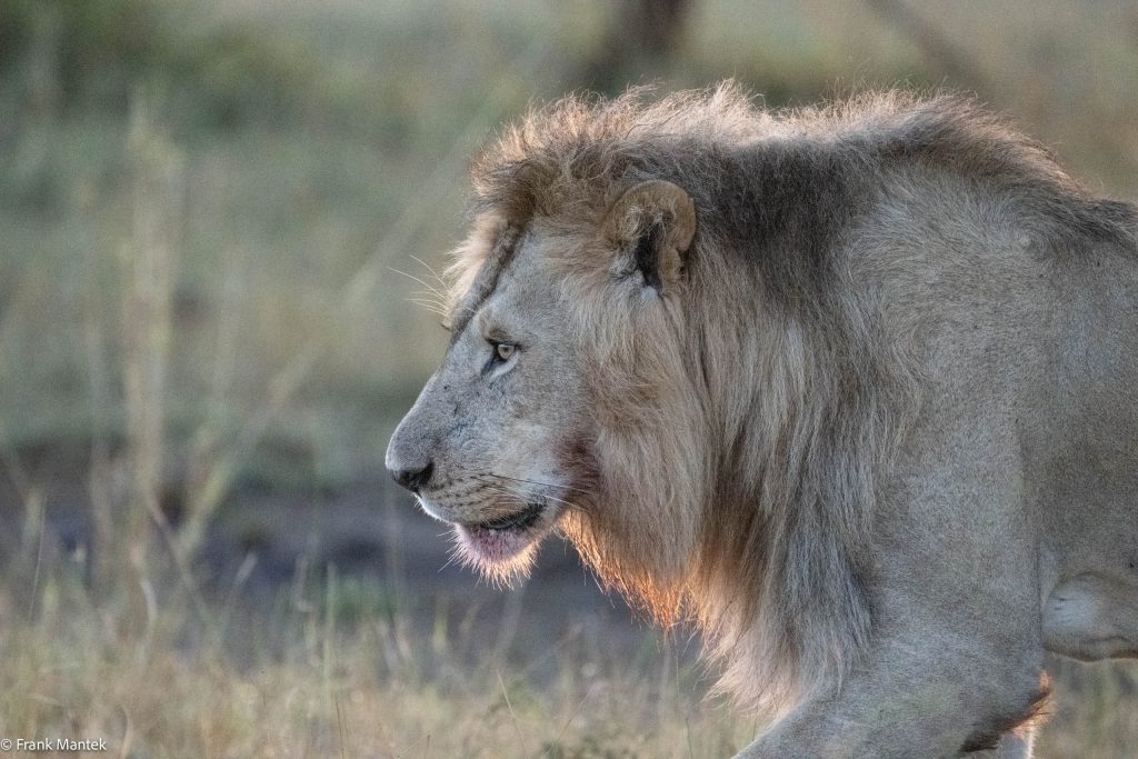Lion’s in the Serengeti