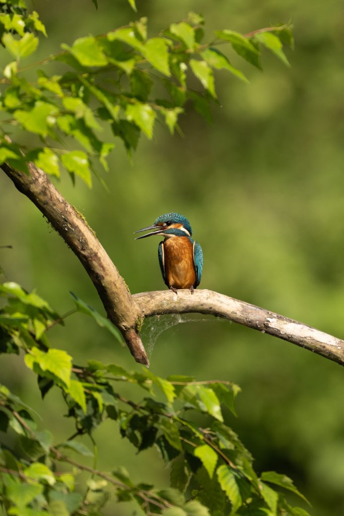 In the realm of the kingfisher
