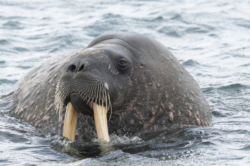 Spitzbergen, July 2025