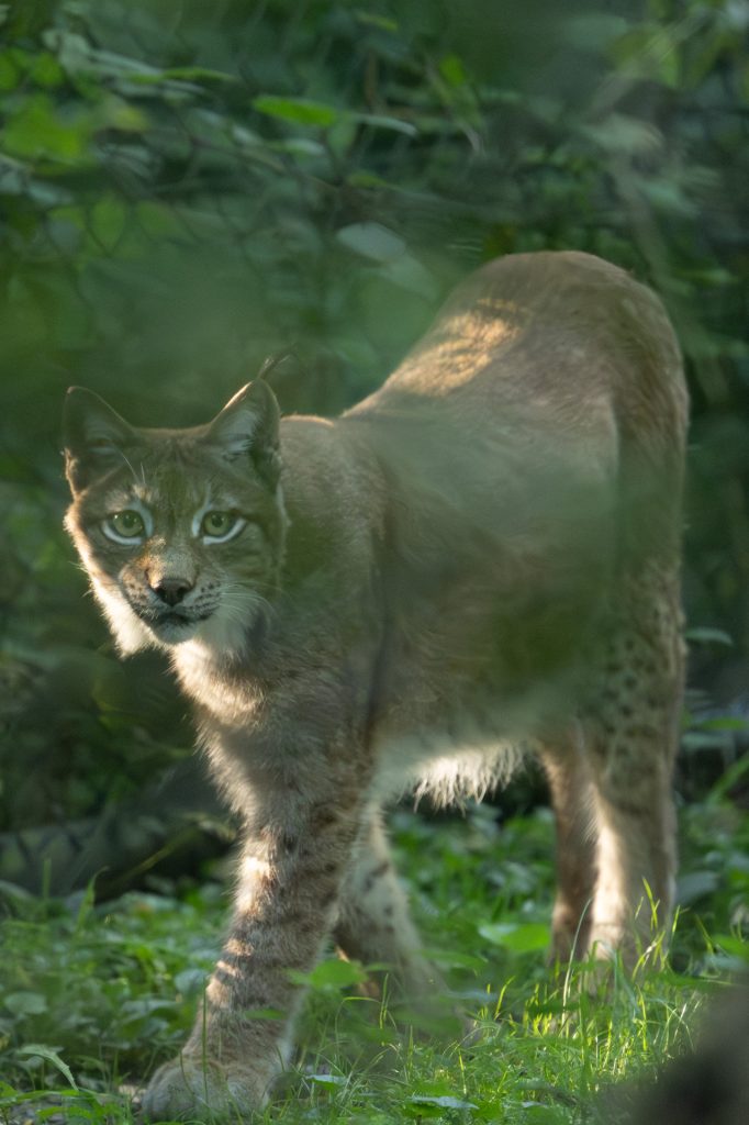 Wildpark Bruderhaus, near Winterthur