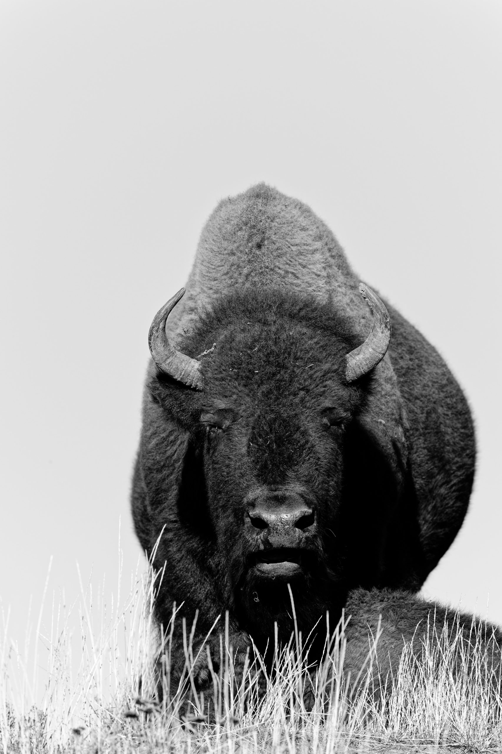 GrandTeton, 2024 – Wildlife