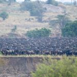 The herd is gathering